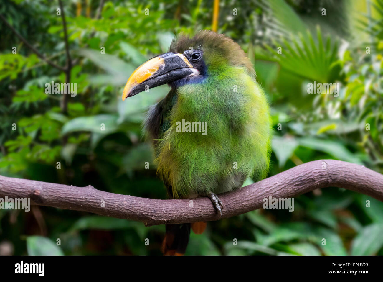 Blue Throated Toucanet Aulacorhynchus Caeruleogularis Native To Costa Rica Panama And Colombia Stock Photo Alamy