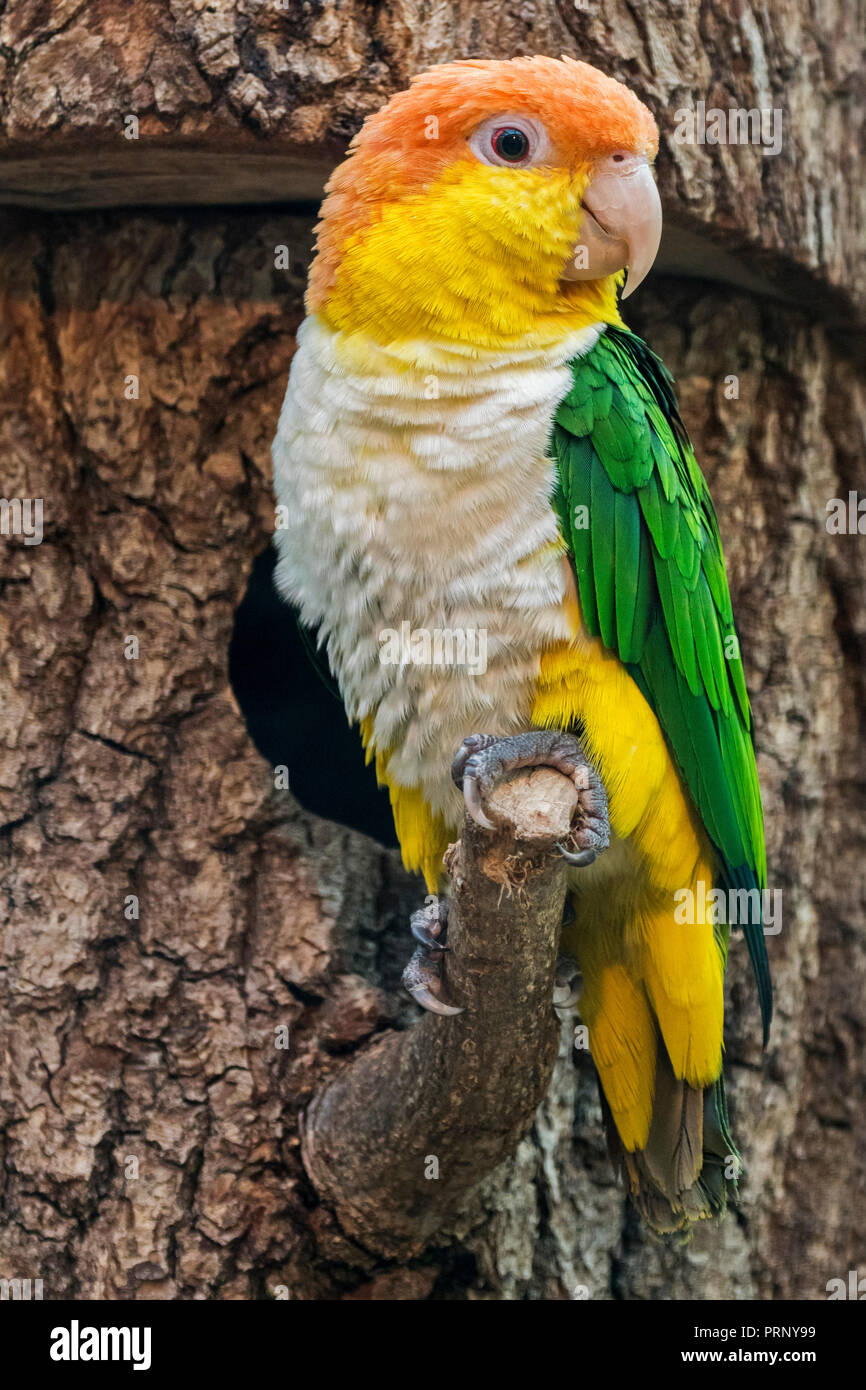 Green-thighed parrot / white-bellied parrot / white-bellied caique (Pionites leucogaster leucogaster) in zoo, native to Brazil Stock Photo