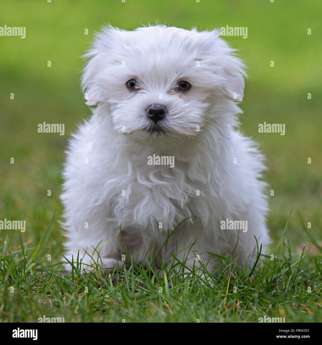 Cute white Maltese puppy (Canis familiaris Maelitacus) on garden lawn Stock Photo