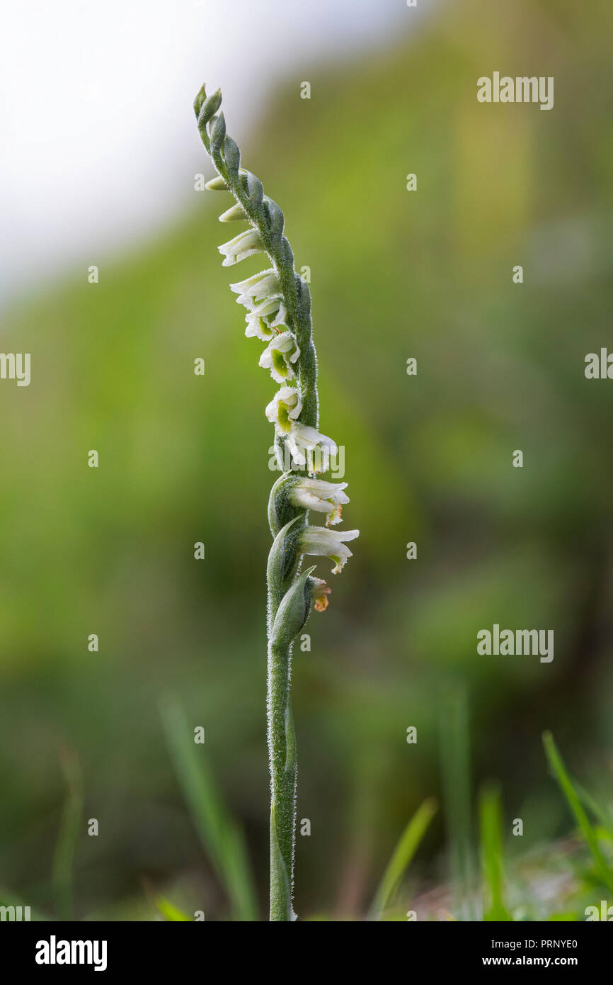 Autumn lady's-tresses (Spiranthes spiralis) orchid in flower Stock Photo