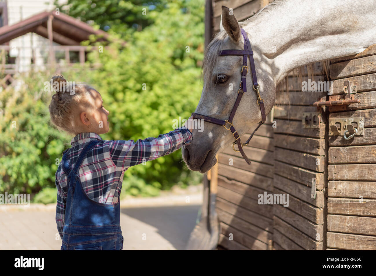 side view of pre-adolescent child palming horse at farm Stock Photo