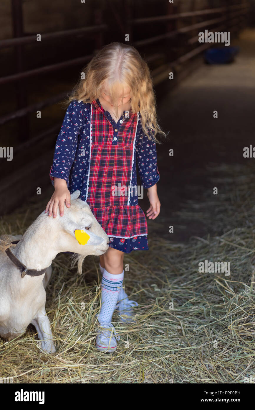 pre-adolescent child palming goat at farm Stock Photo