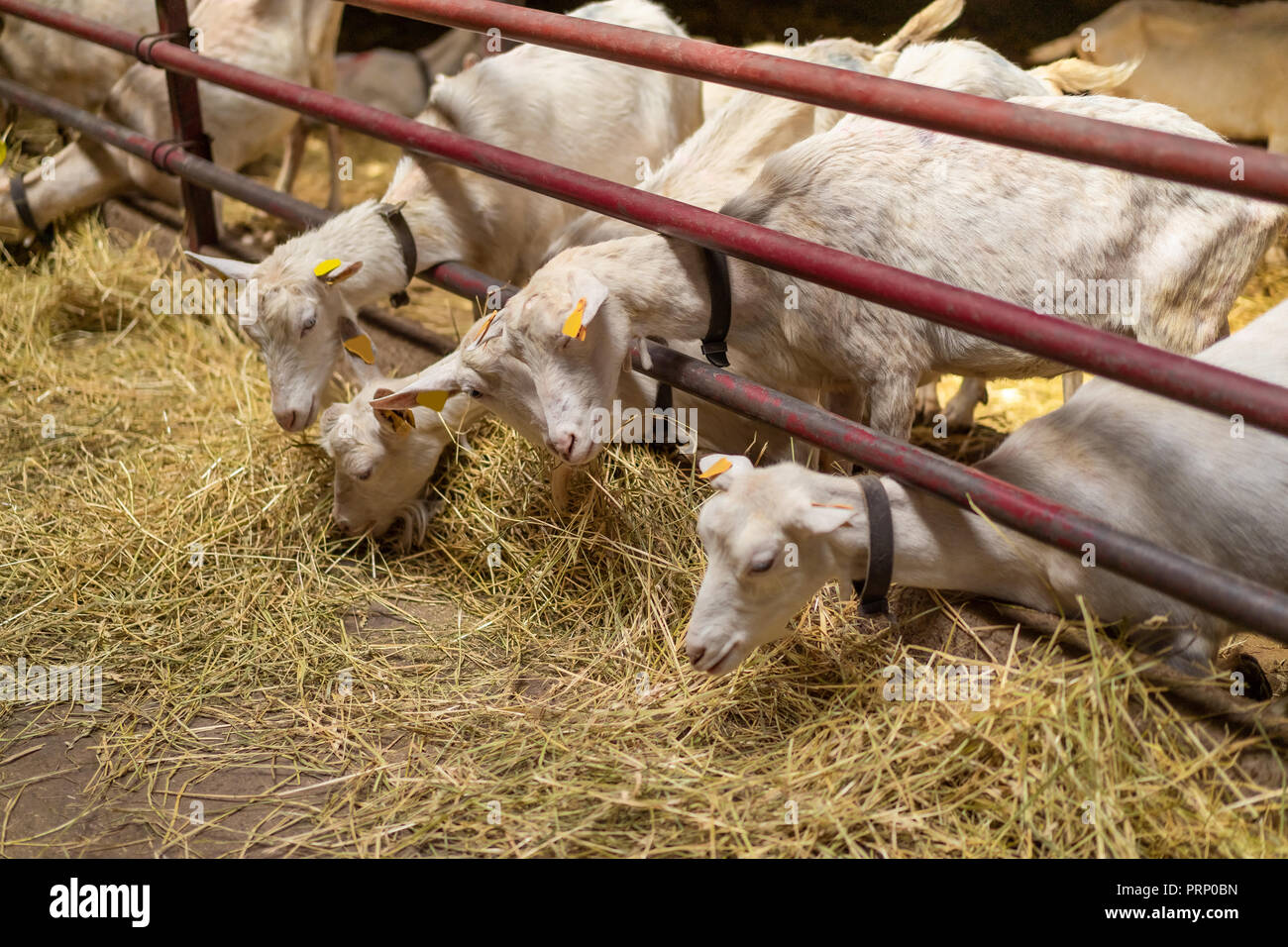 Small Goats Eating Hay In Barn At Farm Stock Photo 221144777 Alamy