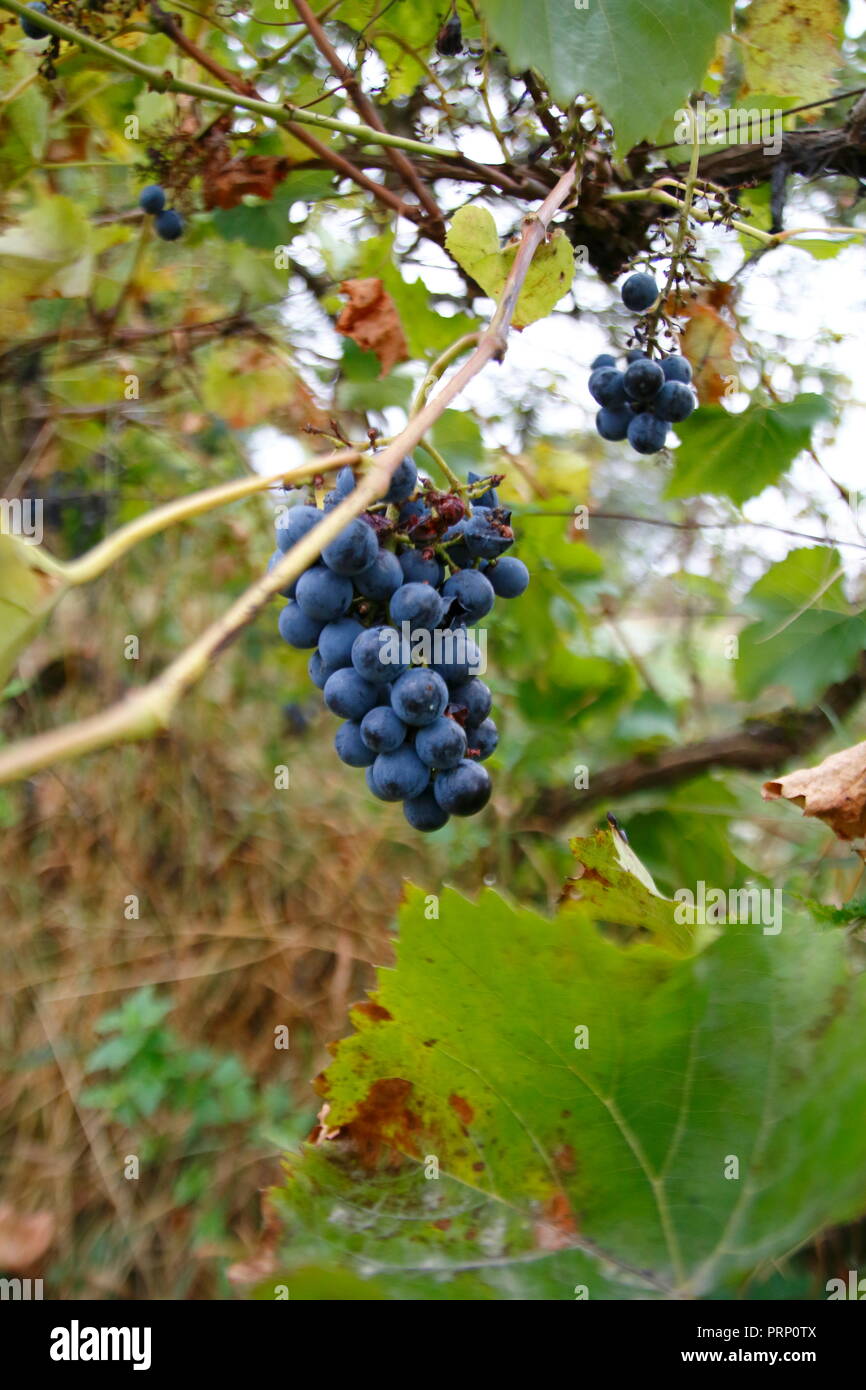 Blaue Trauben mit Blättern, an einem Rebstock, im Herbst, ranken an einem Spalier Stock Photo