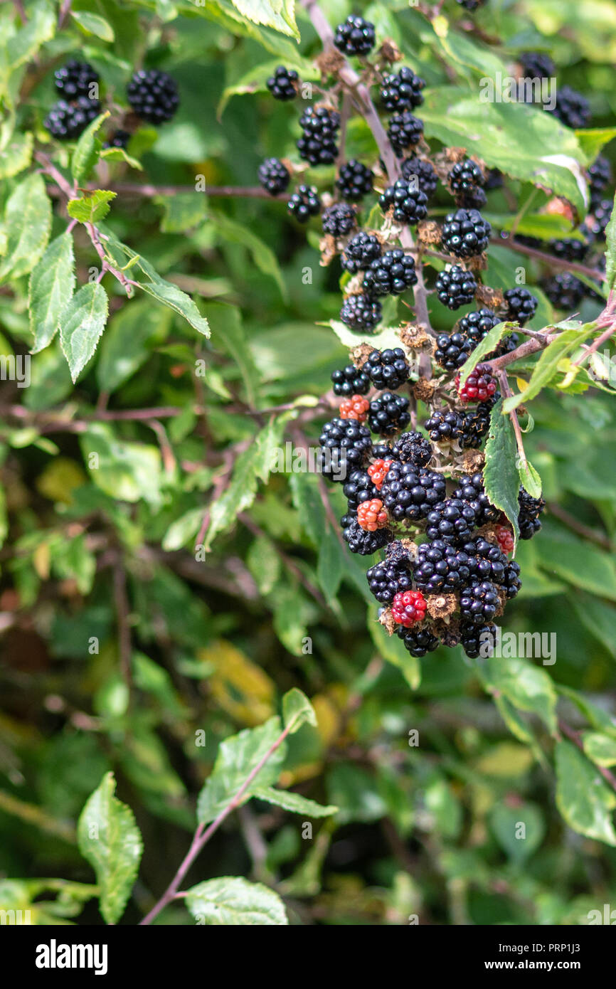Close up view of a bunch or cluster of ripe blackberries in a hedge in the autumn sun Stock Photo