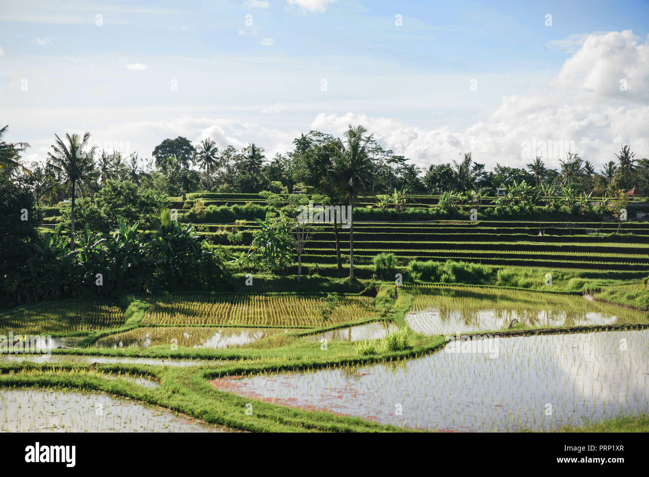scenic view of rice fields and cloudy sky background, ubud, bali, indonesia Stock Photo