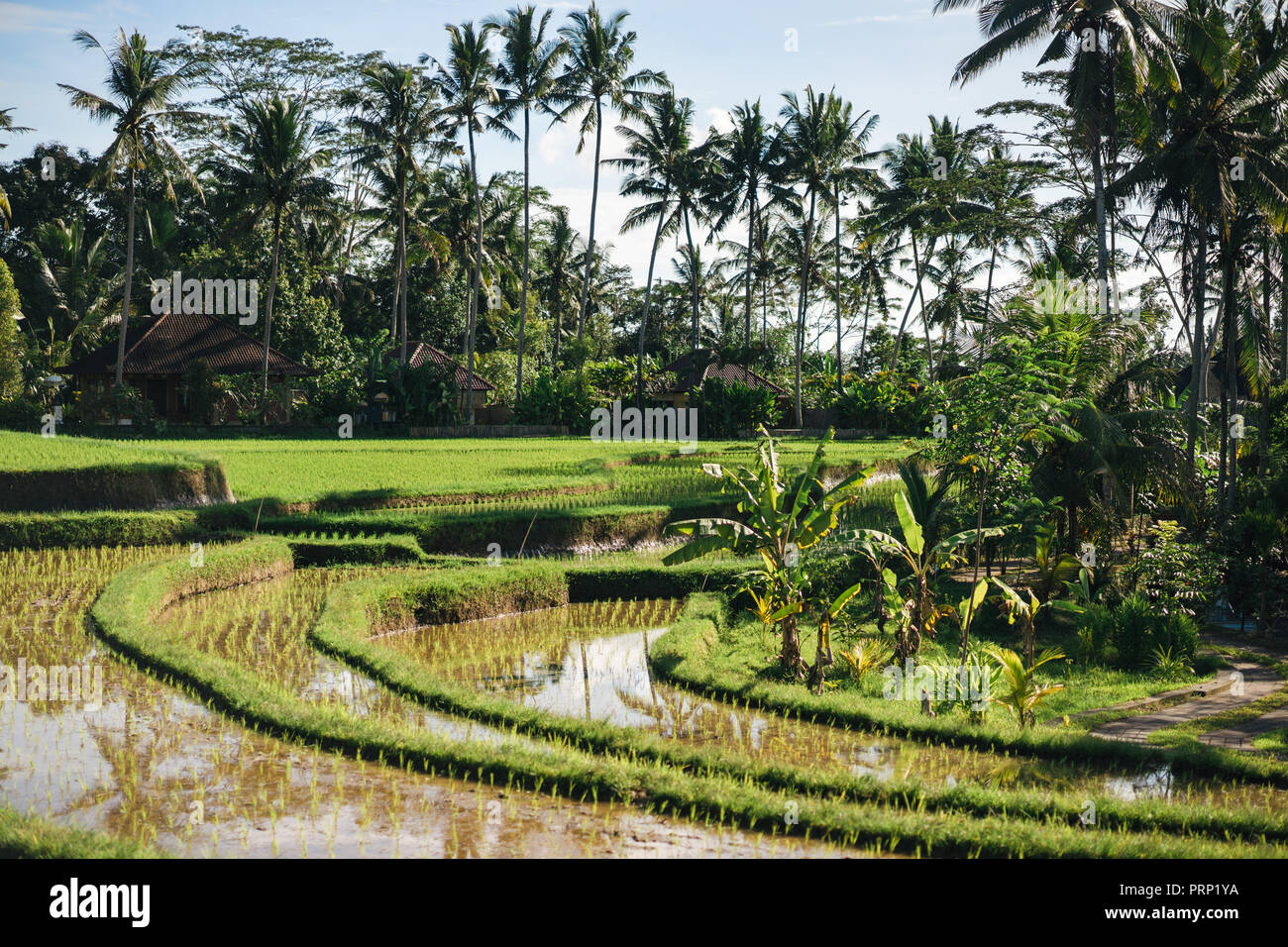 scenic view of rice fields, palm trees and cloudy sky background, ubud, bali, indonesia Stock Photo