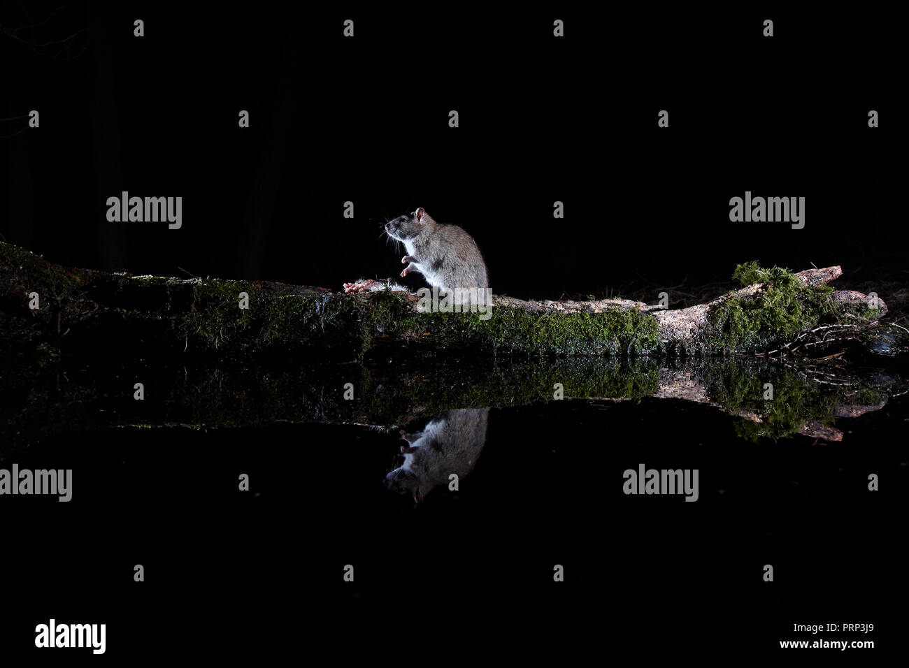 Two Brown rats, Rattus norvegicus, eating carrion reflected in a pool. Photographed using a remote DSLR wildlife camera trap and flash. Stock Photo