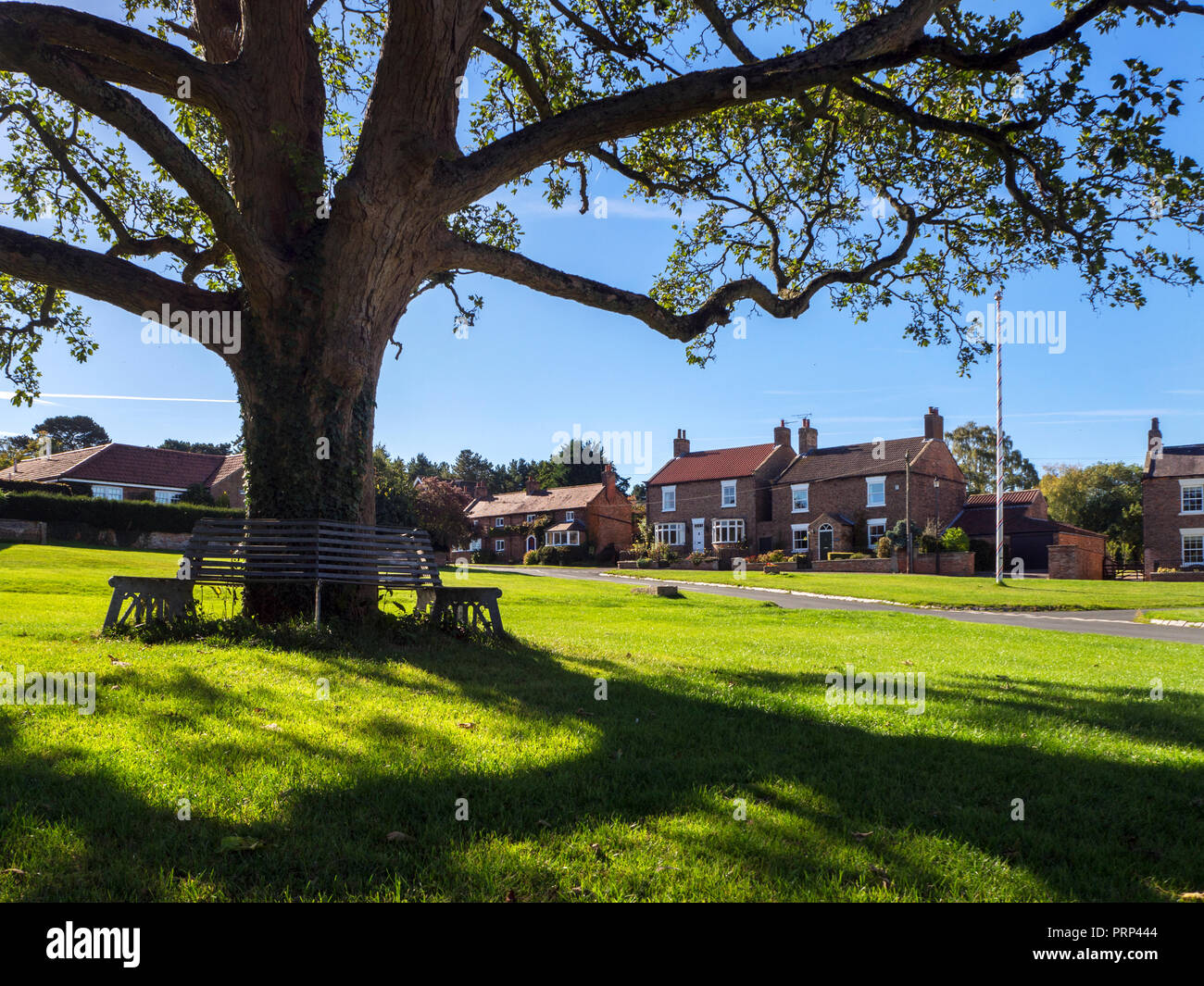 Bench around a tree on the Village Green at Aldborough near