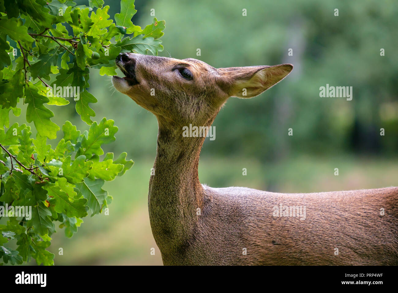 Roe deer eating acorns from the tree, Capreolus capreolus. Wild roe