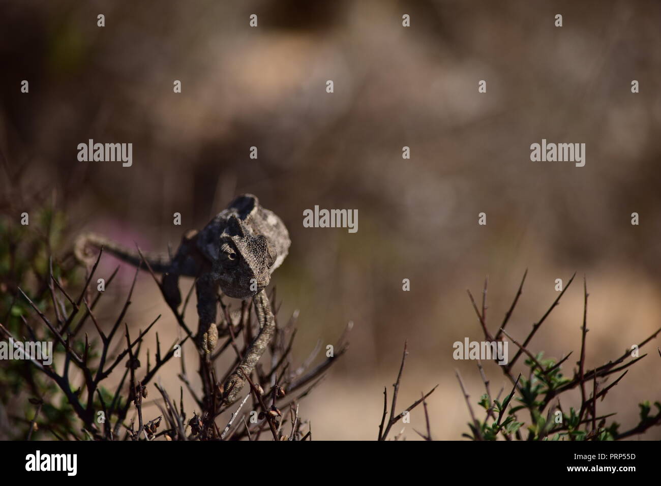 Chameleon Camouflage Hi res Stock Photography And Images Alamy