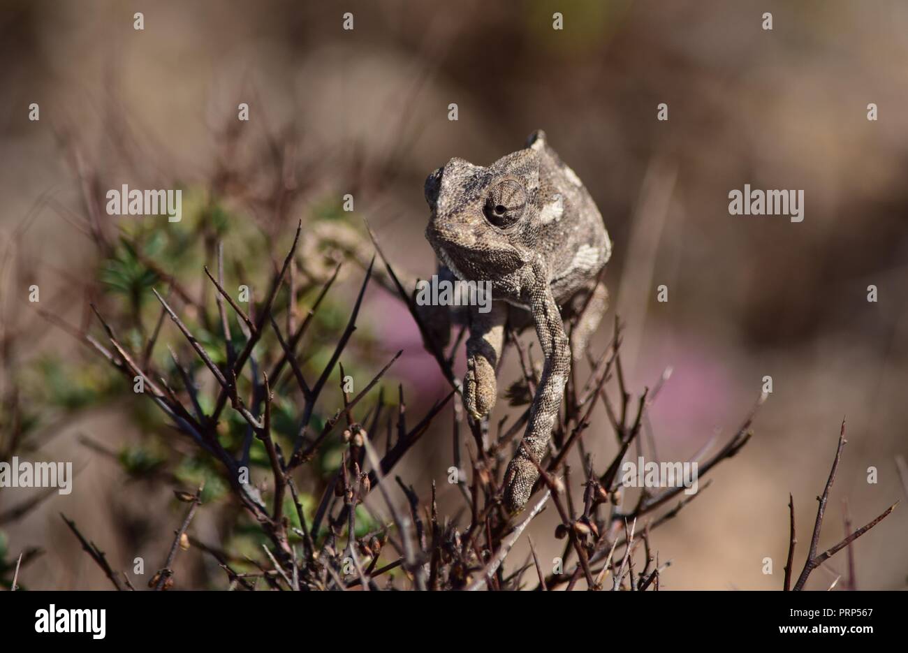 A Mediterranean Chameleon Chamaeleo Chamaeleon Walking Basking On A 