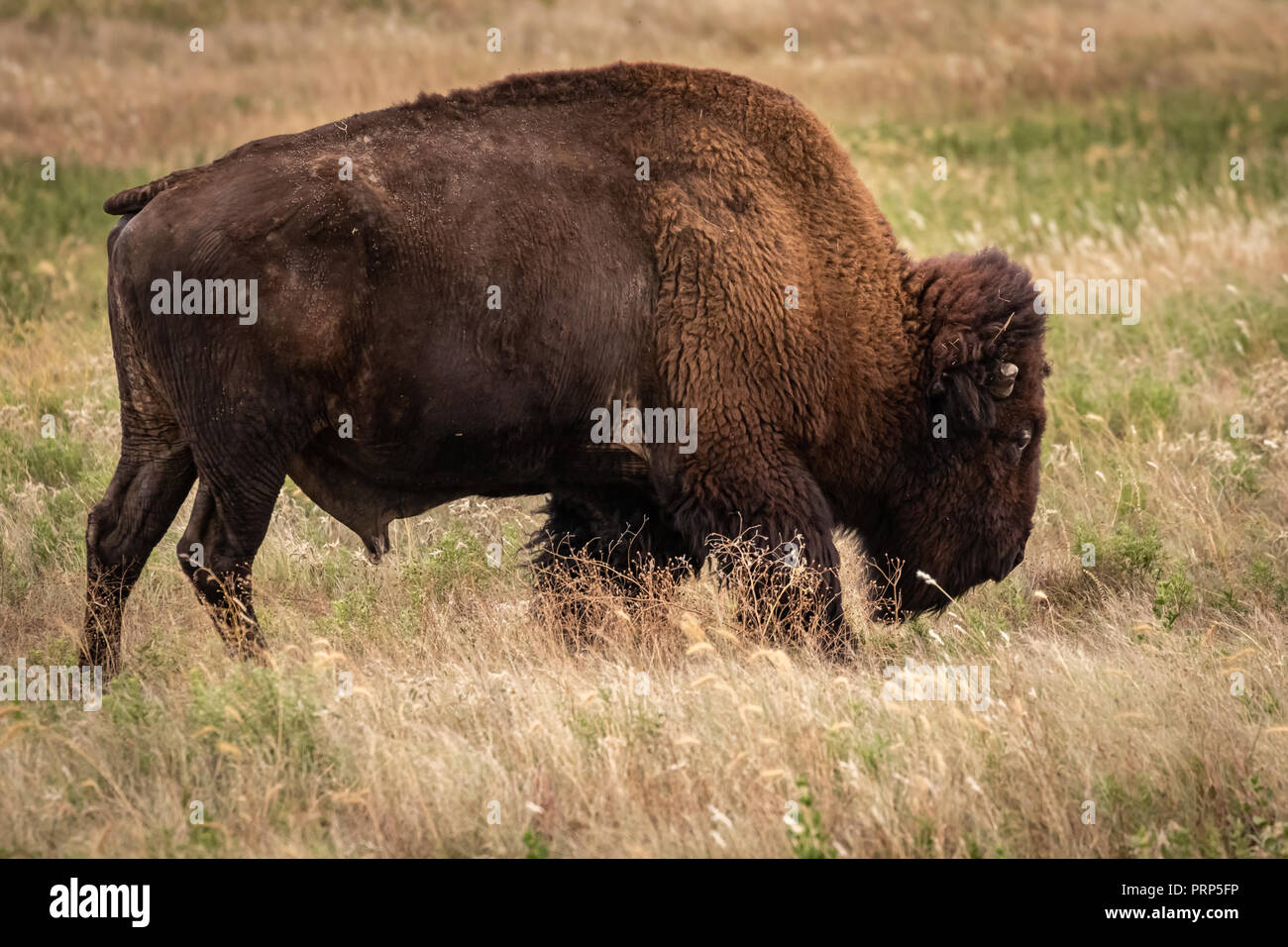 Buffalo, American Bison (Bison bison) on the native mixed grrass prairie of  the Wichita Mountains National Wildlife Refuge in SW Oklahoma Stock Photo -  Alamy
