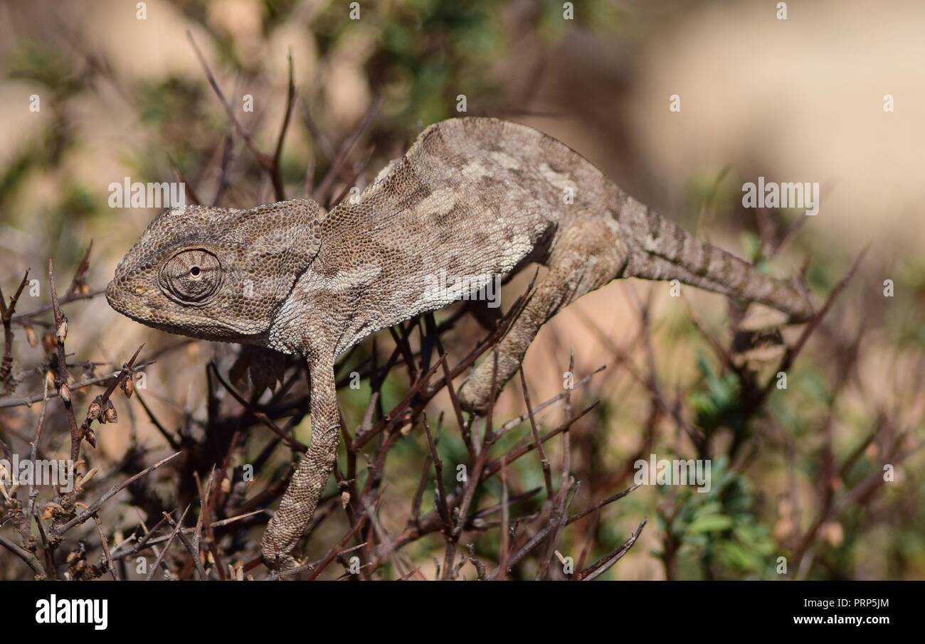 A Mediterranean chameleon (Chamaeleo chamaeleon) walking basking on a Mediterranean thyme shrub, garigue vegetation, brown camouflage, in Malta Stock Photo