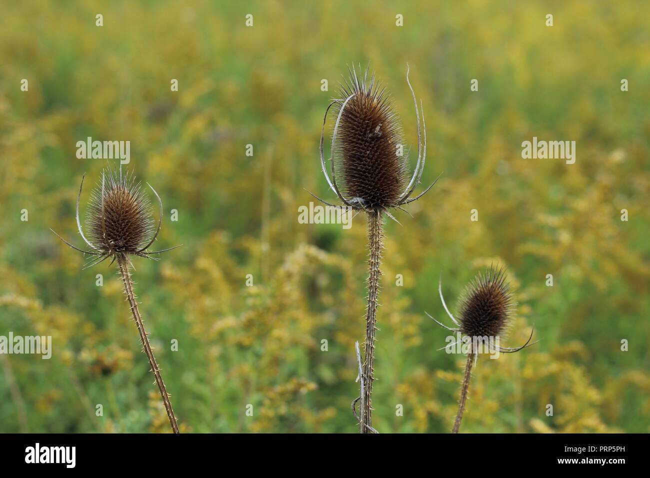 teasels in a field Stock Photo