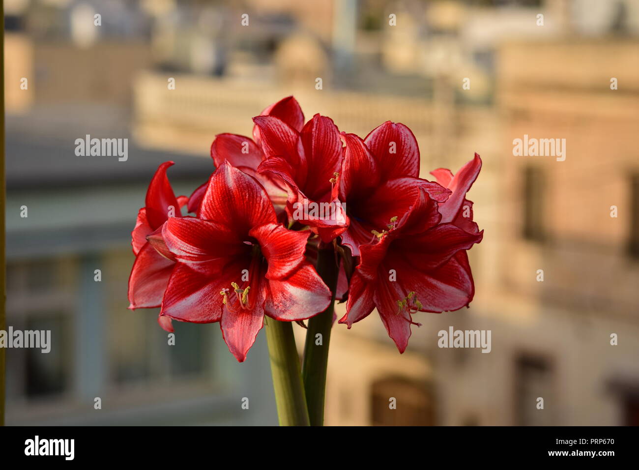 A bunch of Charisma Amaryllis flowers, from two stems coming out of the same bulb. White red petals with pollen stamens. Gardening, roof garden, Malta Stock Photo