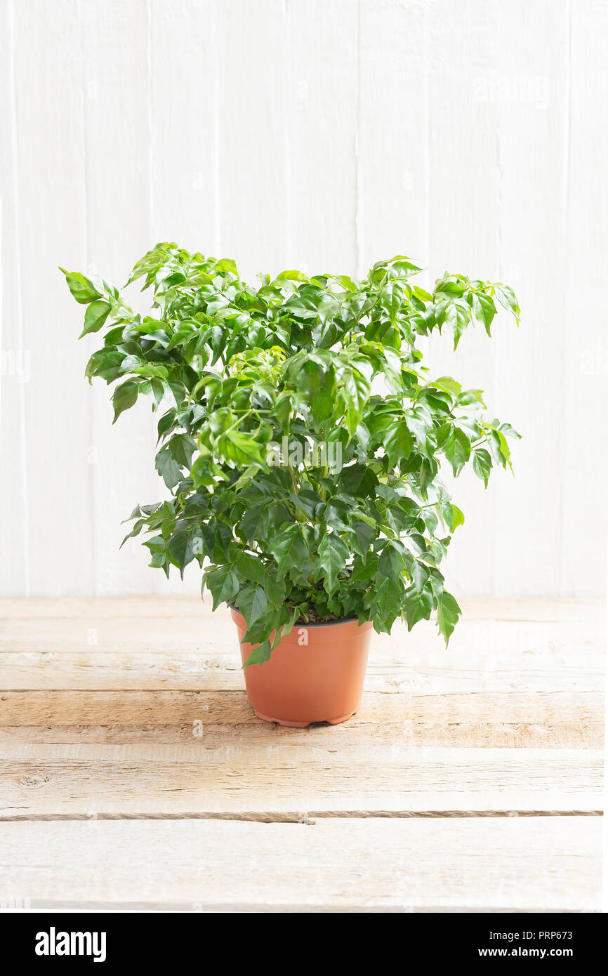 Radermahera in a flower pot on a light wooden background. Stock Photo