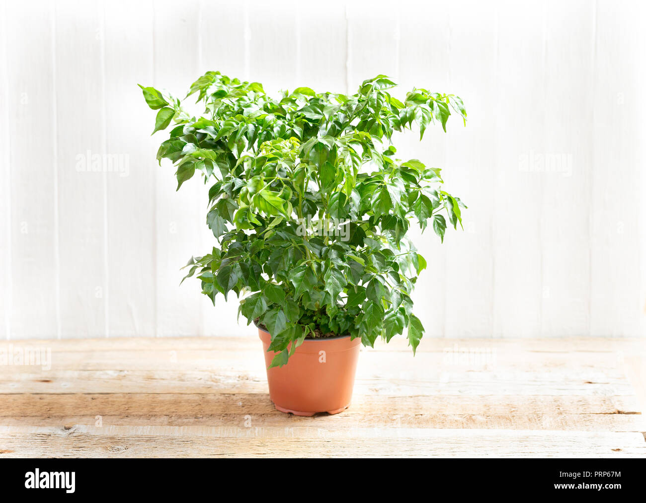 Radermahera in a flower pot on a light wooden background. Stock Photo