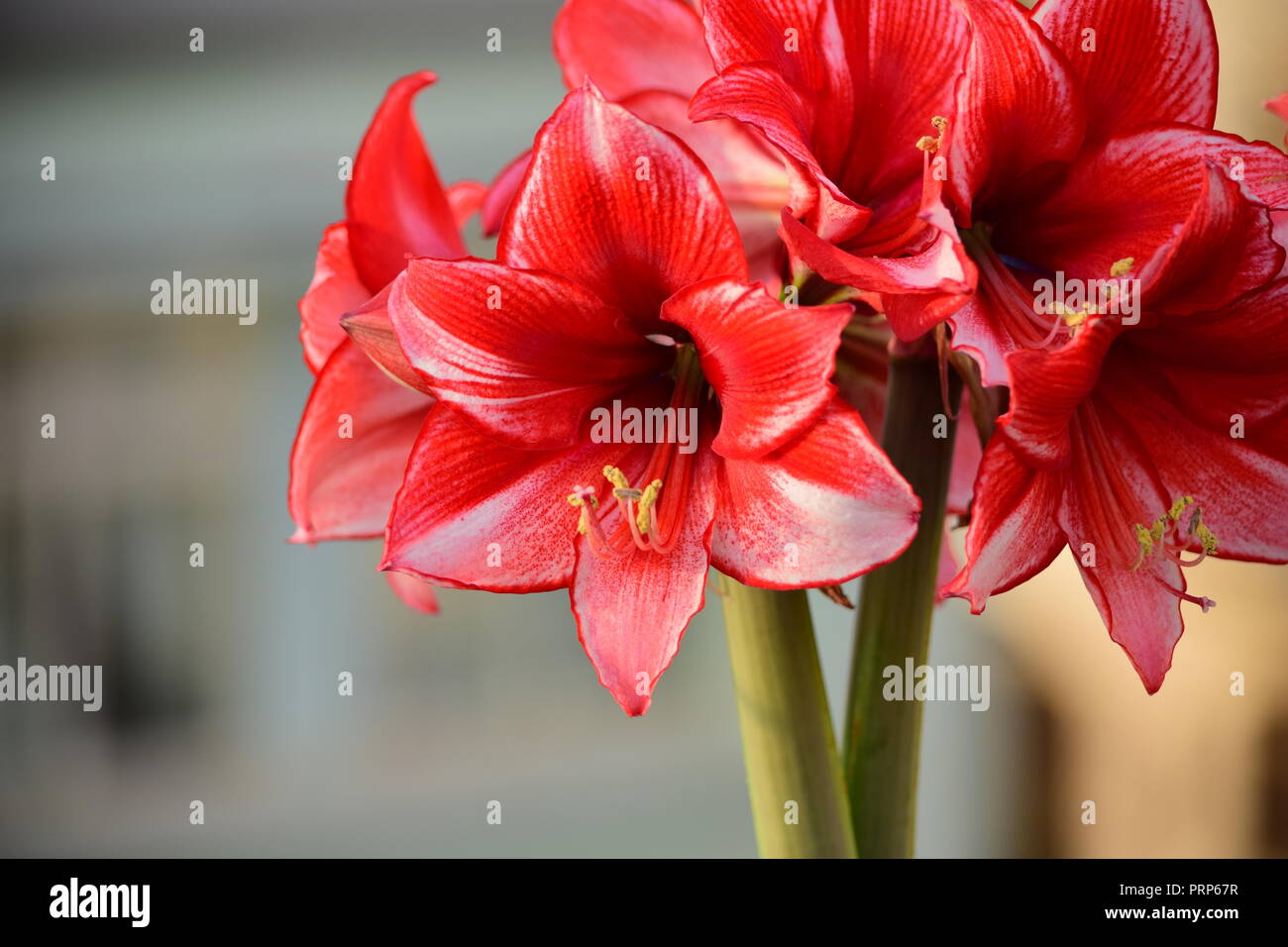 A bunch of Charisma Amaryllis flowers, from two stems coming out of the same bulb. White red petals with pollen stamens. Gardening, roof garden, Malta Stock Photo