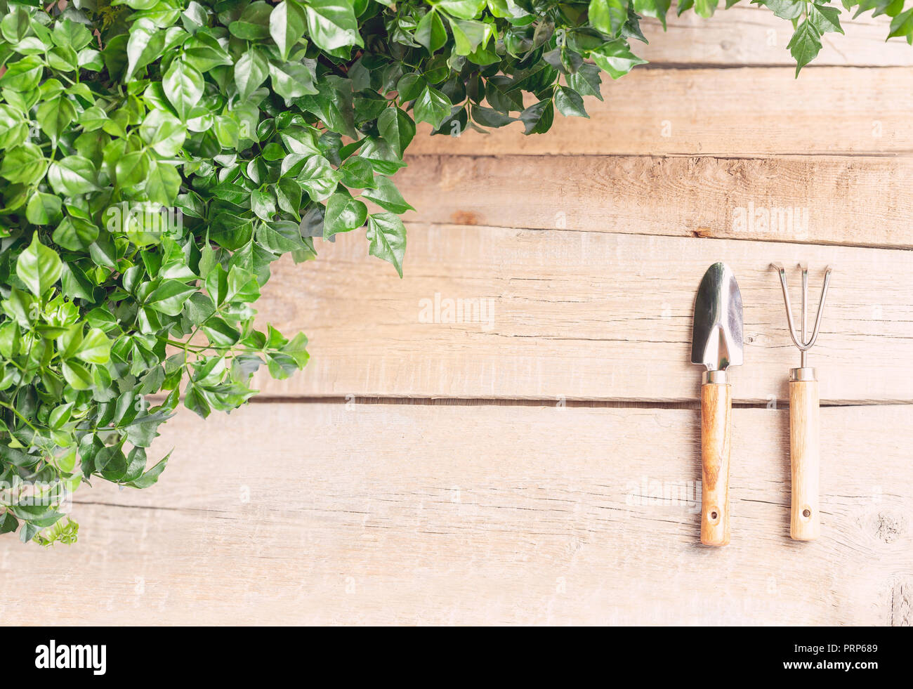 Table gardener. Leaves Radermaheravshke on a light wooden background next to the tools are rake and shovel Stock Photo