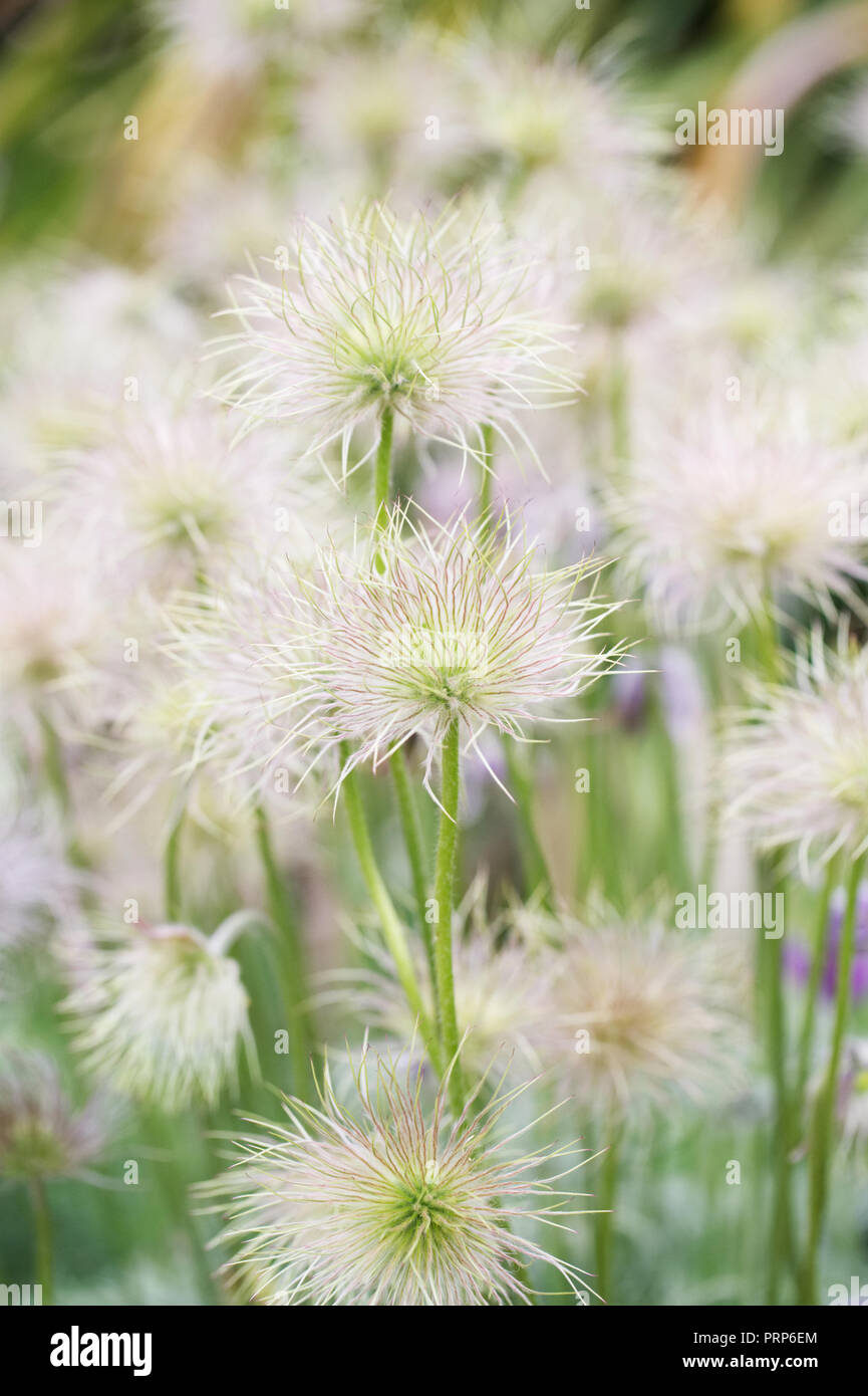Clematis  seedheads. Stock Photo