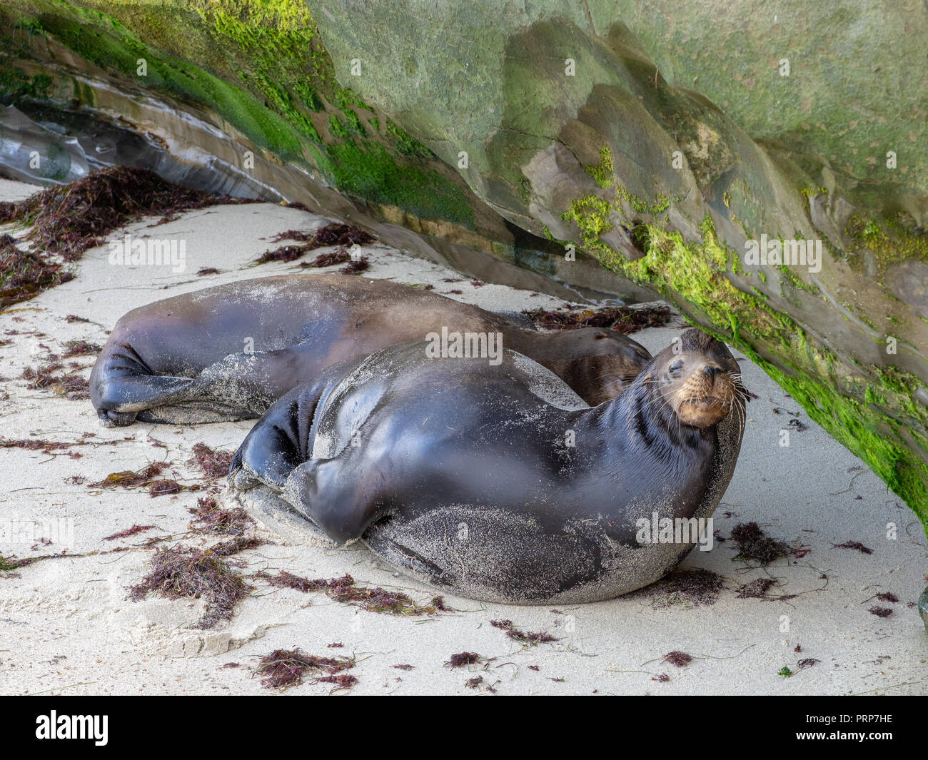Sleepy Wild Sea Lions Stock Photo