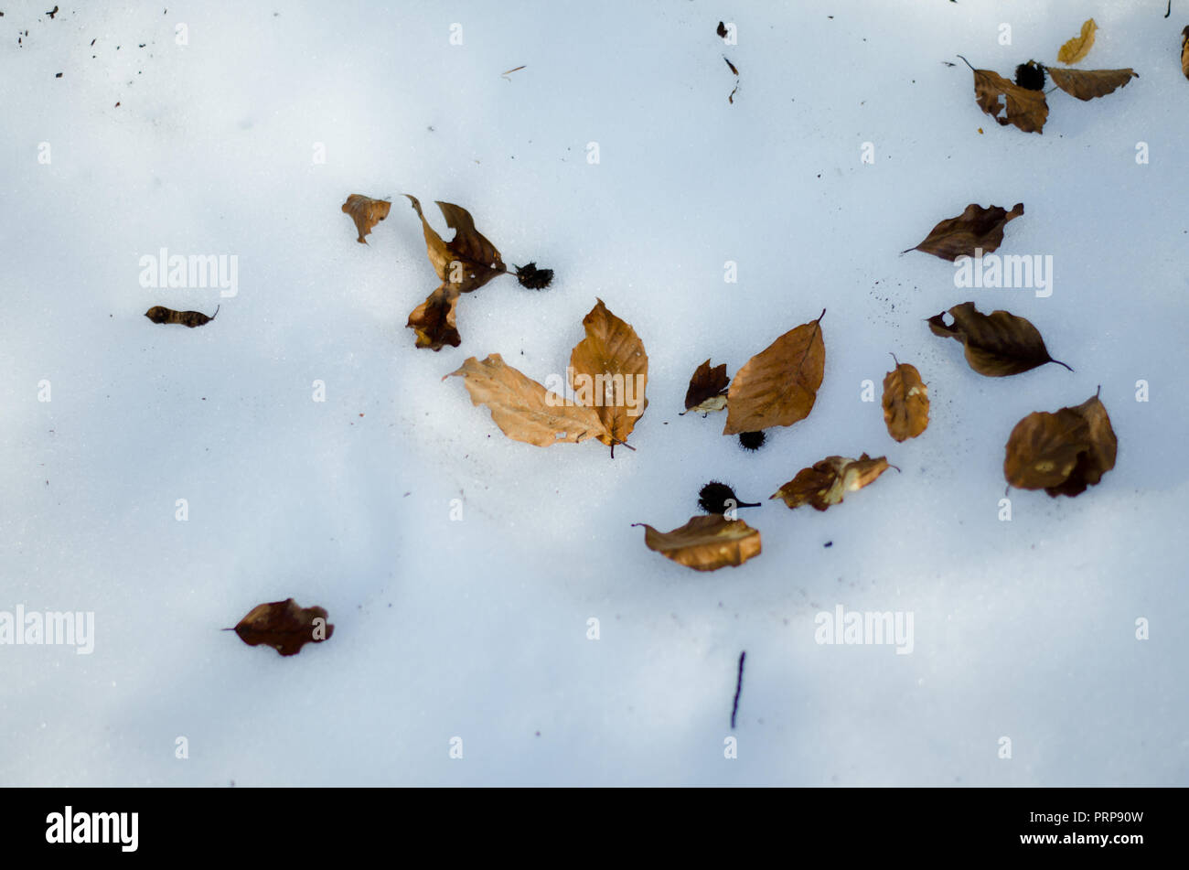 colorful autumn leaves floating in the water Stock Photo - Alamy