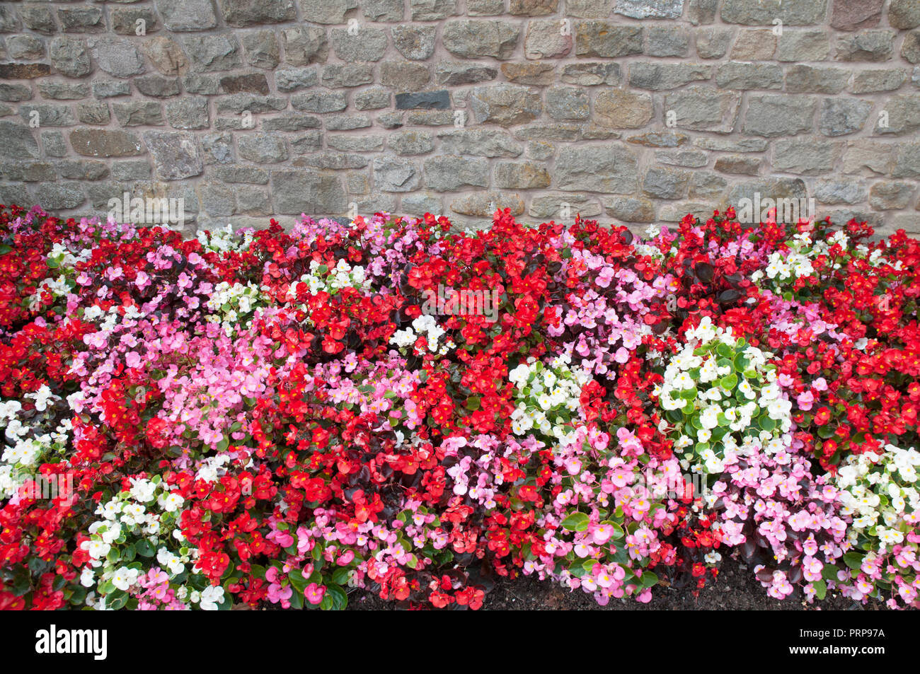 Mixed colours of Begonia semperflorens in flower border. Red Pink and White. Stock Photo