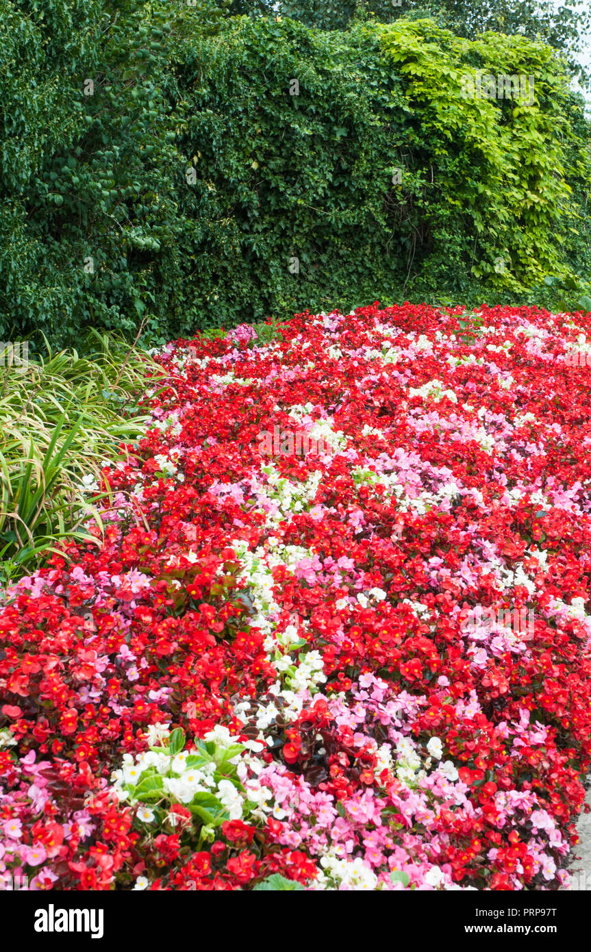 Mixed colours of Begonia semperflorens in flower border. Red Pink and White. Stock Photo