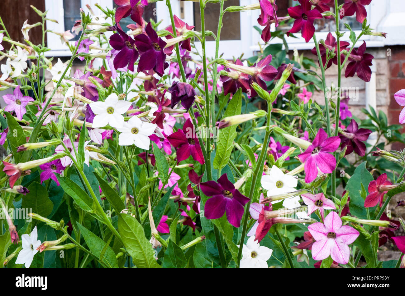Nicotiana (Tobacco plant) Sensation mixed flowers in garden Stock Photo