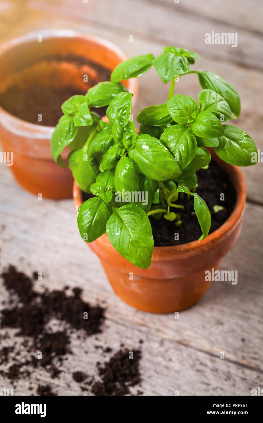 Spring Gardening Background with Growing Green Basil Herb Plants in Pot ...