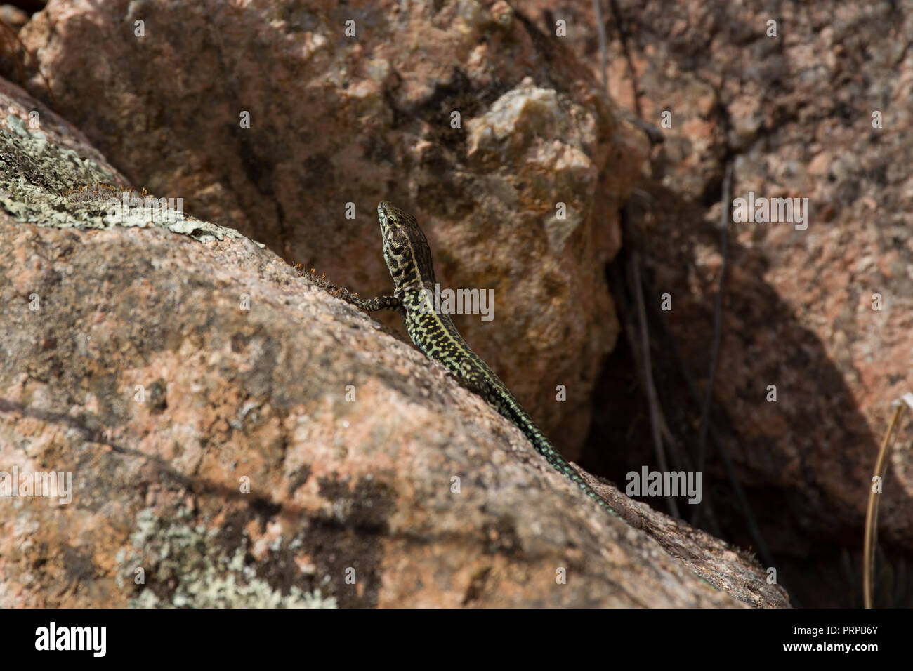 Wall lizard basking on rock . Sardinia. Italy Stock Photo