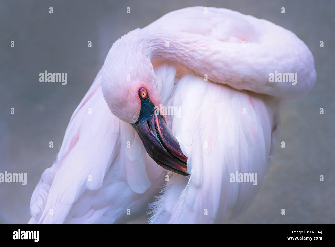 Pink elegant lesser flamingo bird portrait with it's head tilted. Stock Photo