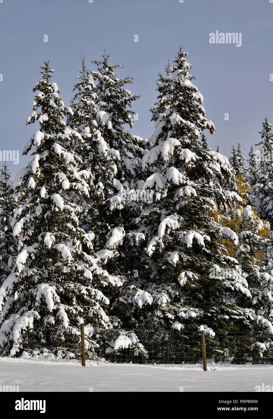 Trees bend under the weight of the first snow fall of the year Stock ...