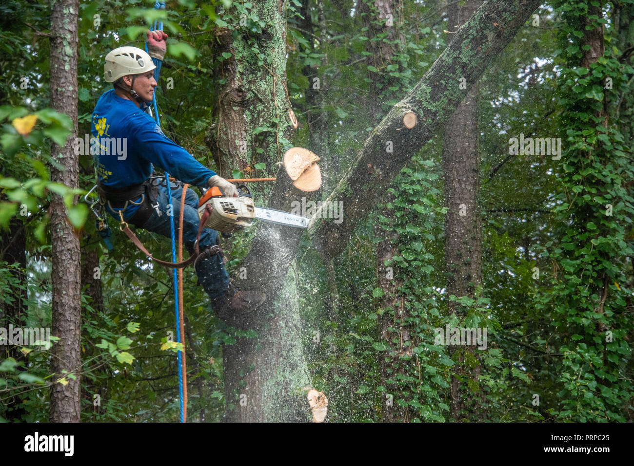 Tree service climber bringing down a large oak tree in sections at a home in Metro Atlanta, Georgia. (USA) Stock Photo