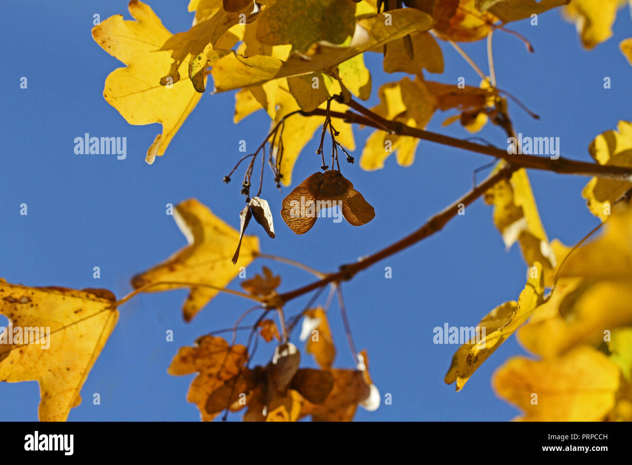 maple or sycamore leaves with the sun behind in early autumn or fall in Italy Latin acer opalus or acer pseudoplatanus from an Italian maple Stock Photo
