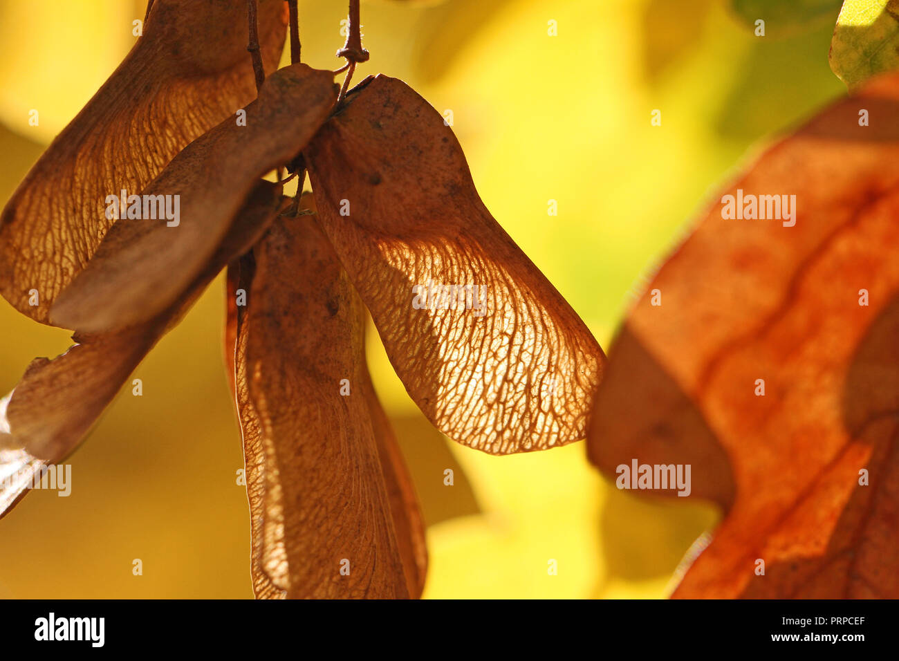 maple or sycamore leaves with the sun behind in early autumn or fall in Italy Latin acer opalus or acer pseudoplatanus from an Italian maple Stock Photo
