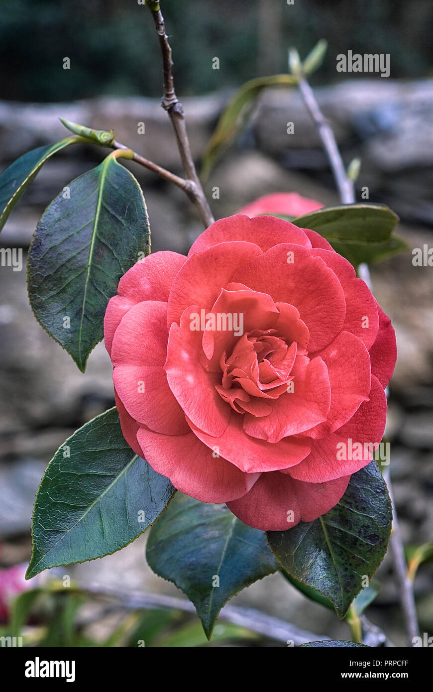 Camellia japonica cv Formosa de Young, Theaceae; evergreen shurb; Stock Photo