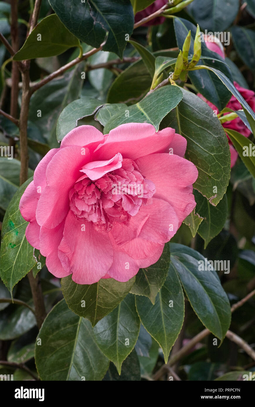 Camellia japonica cv Elegans Supreme; evergreen shurb; flower anemone-form; red Stock Photo