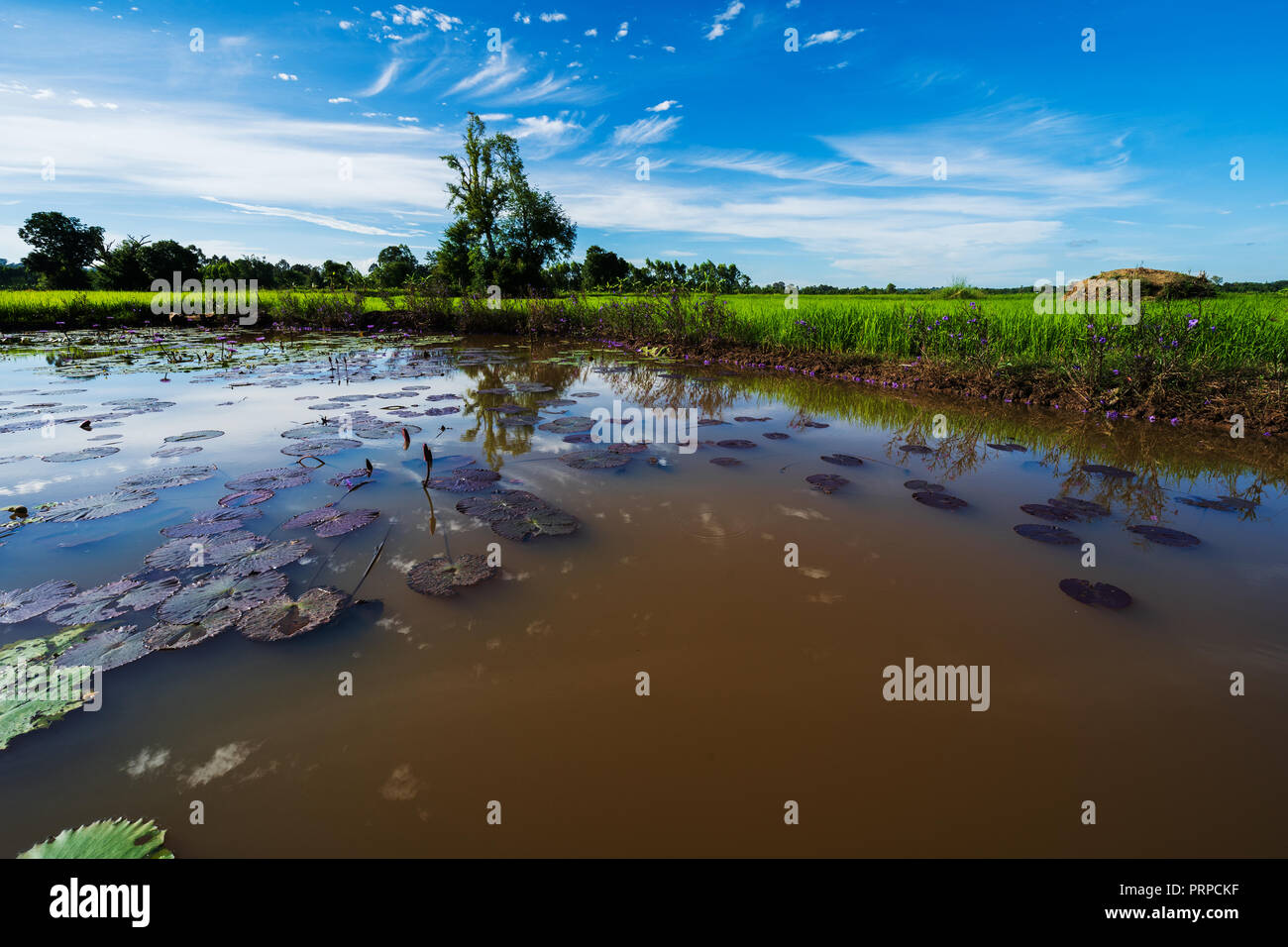 lotus pond with rice field and blue sky in countryside Stock Photo - Alamy
