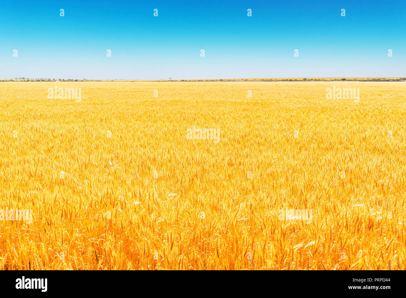 Field of Golden wheat under the blue sky . Stock Photo
