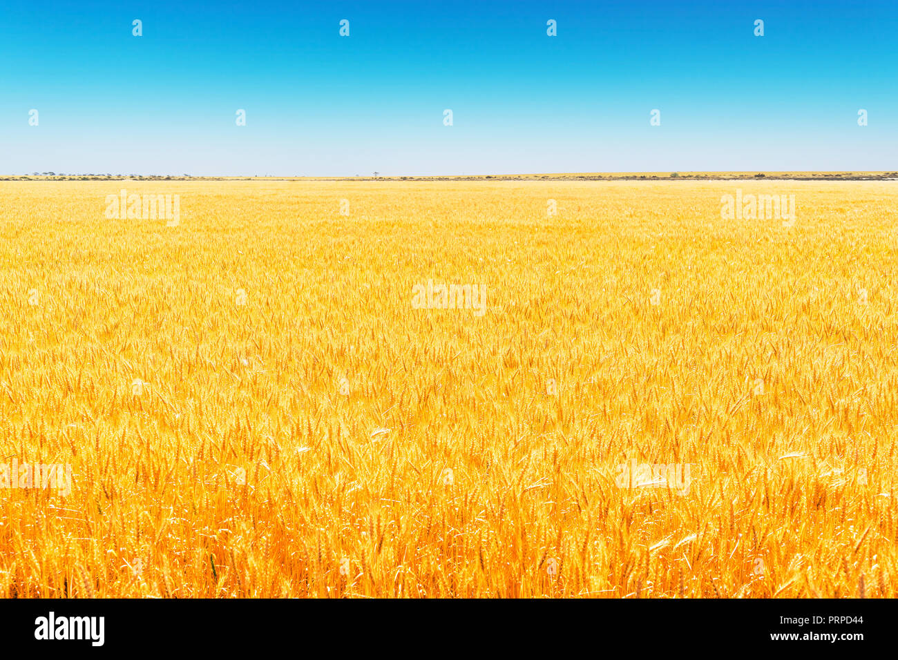 Field of Golden wheat under the blue sky Stock Photo - Alamy