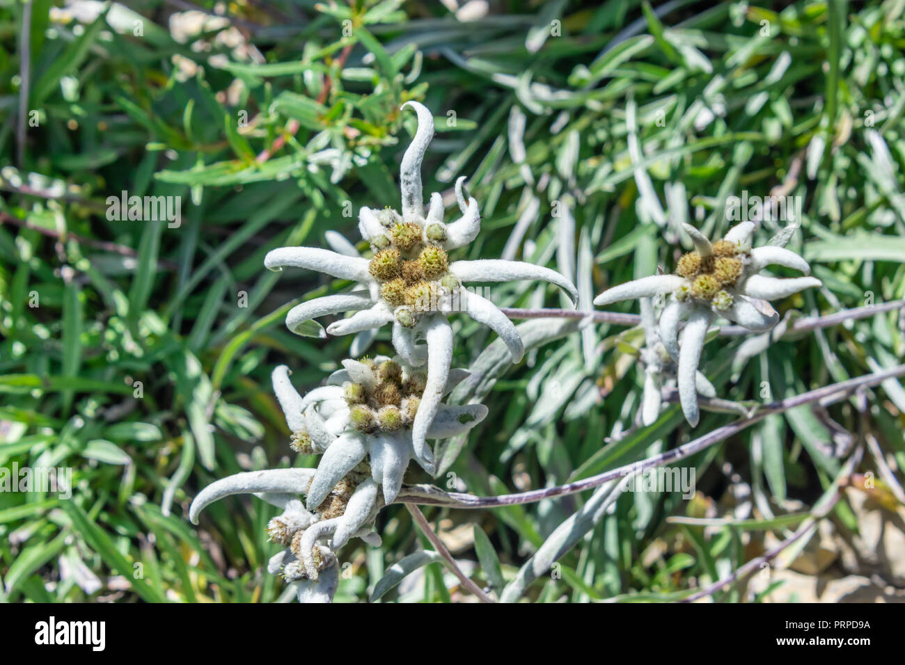 Edelweiss national flower switzerland hires stock photography and