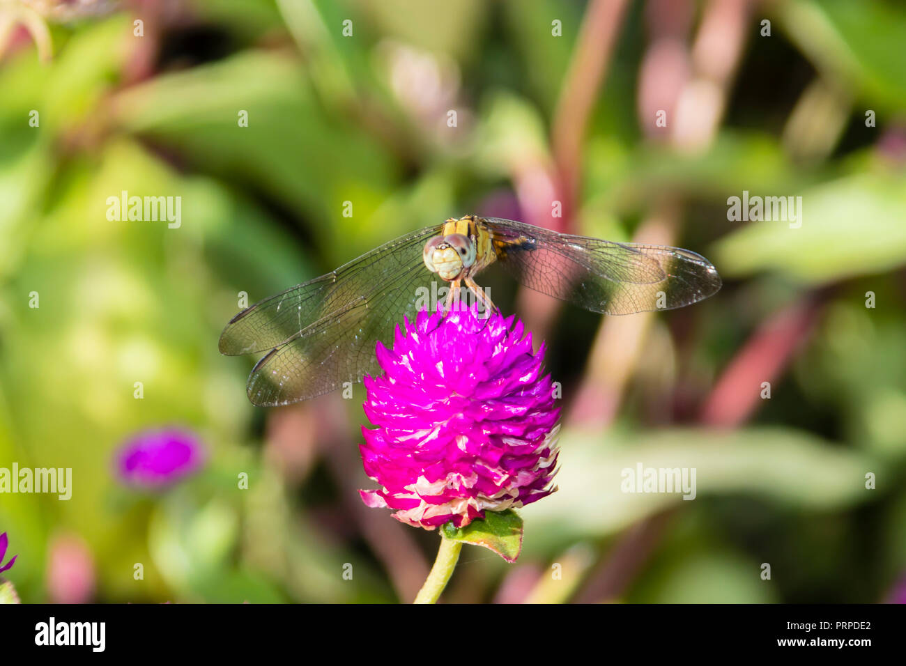 long-legged marsh glider or dancing dropwing (Trithemis pallidinervis) dragonfly from Kerala in South India Stock Photo