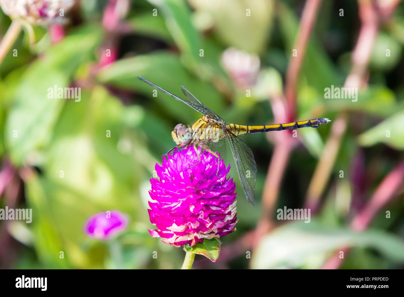 long-legged marsh glider or dancing dropwing (Trithemis pallidinervis) dragonfly from Kerala in South India Stock Photo