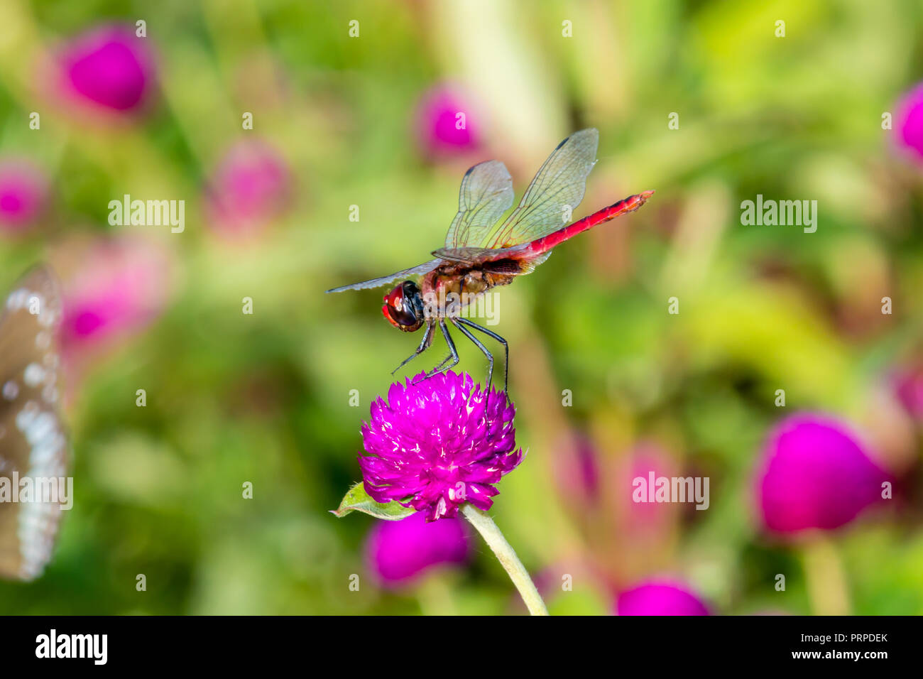 Crimson Marsh Glider (Trithemis aurora) is a species of dragonfly in the family Libellulidae from Kerala, India Stock Photo