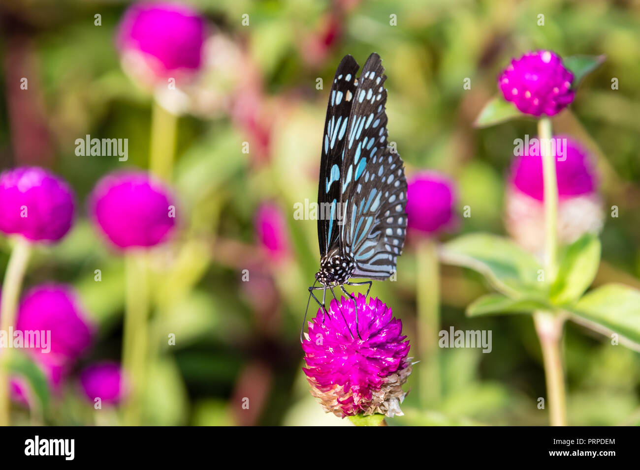 Butterfly, Blue Tiger (Tirumala limniace) from Kerala in India Stock Photo