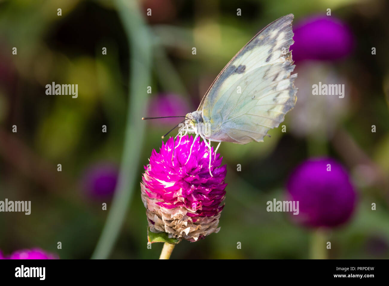 The Small White (Pieris rapae) a butterfly from Kerala in India Stock Photo