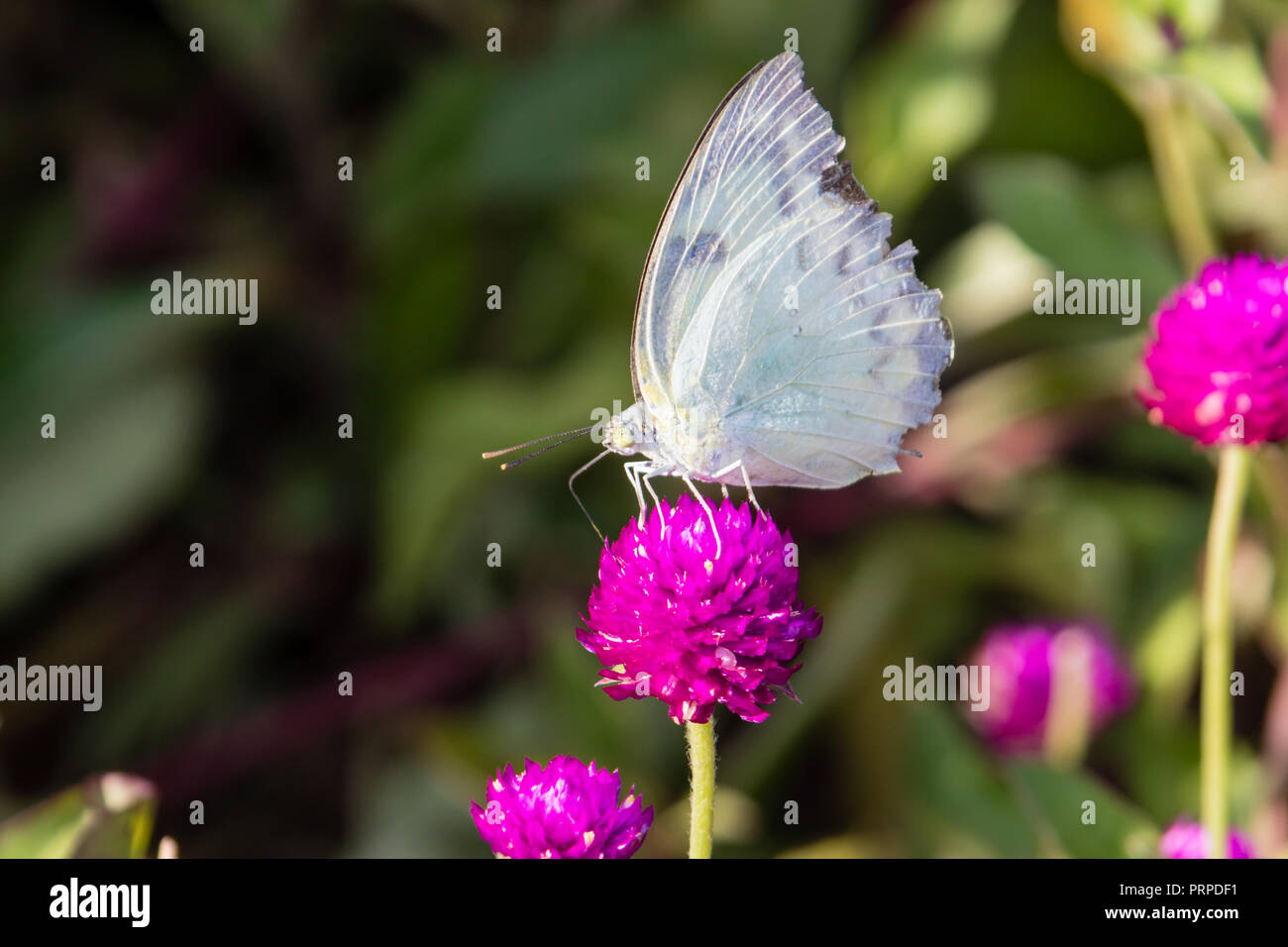 The Small White (Pieris rapae) a butterfly from Kerala in India Stock Photo
