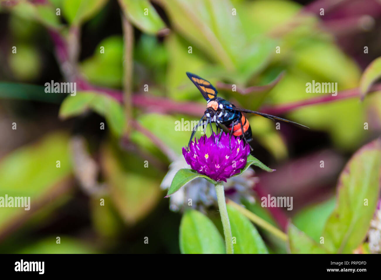 Footman Moth (Amata sp) from Kerala in India Stock Photo